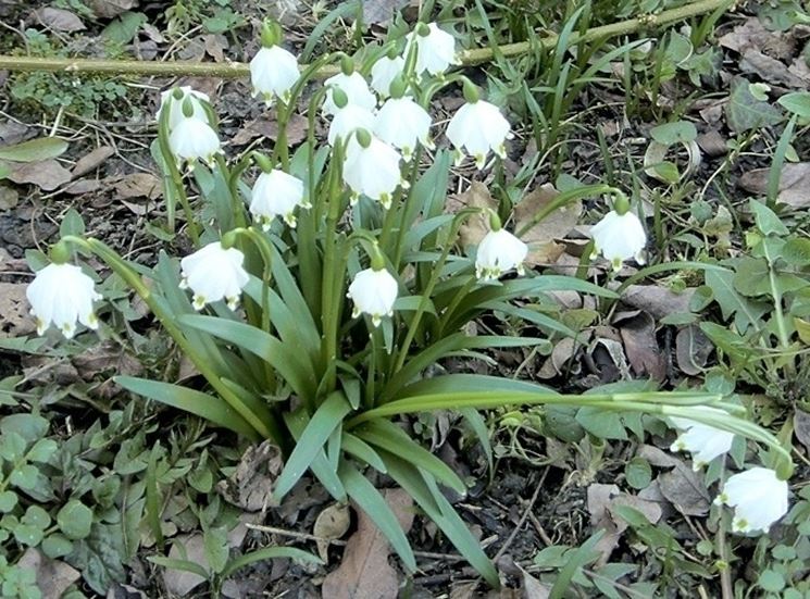 Una pianta di campanelle nata spontaneamente in un bosco