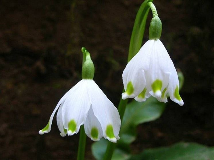 Fiori campanelle