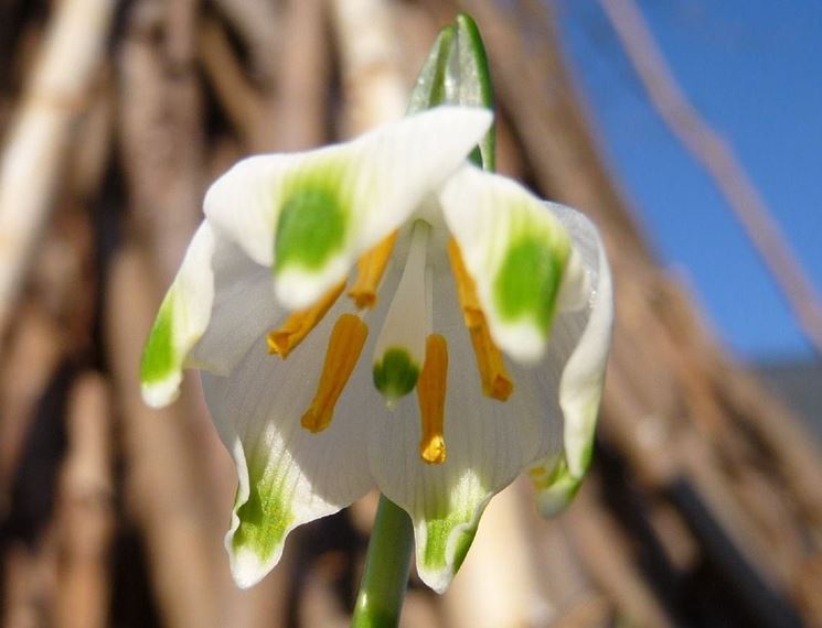 Un <em>fiore campanella</em> della variet vernum