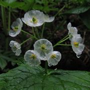 Diphylleia grayi