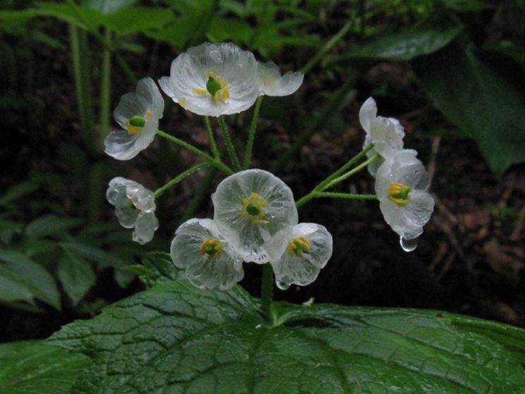 Diphylleia grayi