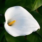 Calla bianca