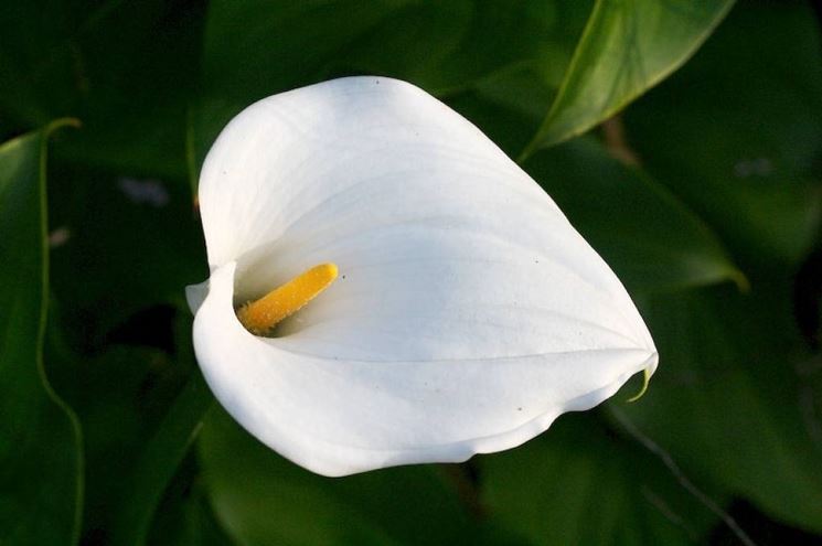 Calla bianca