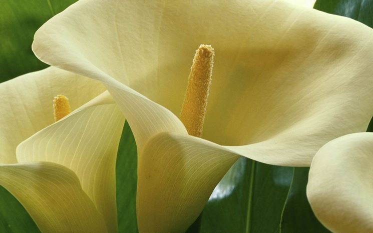 Calla gialla