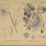 Illustrazione botanica di capparis spinosa