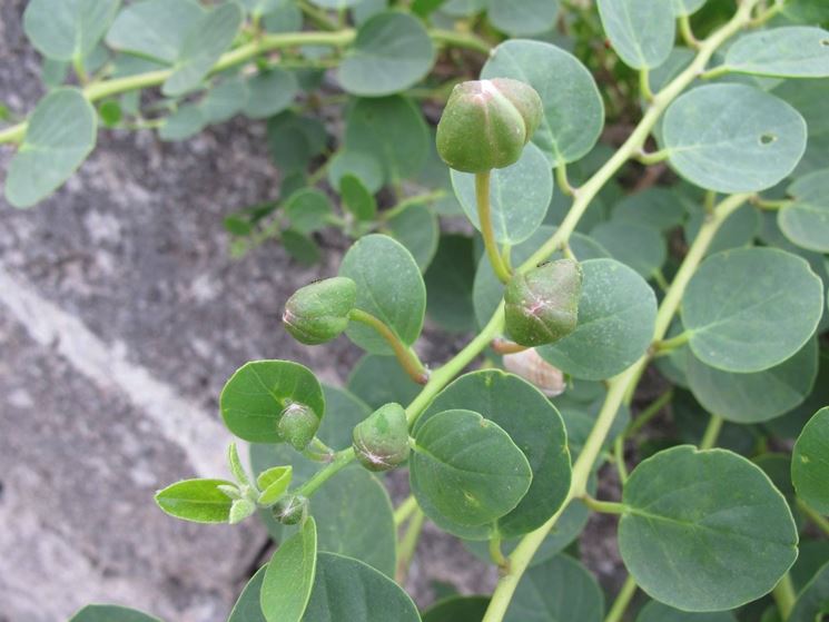 I boccioli del fiore del cappero