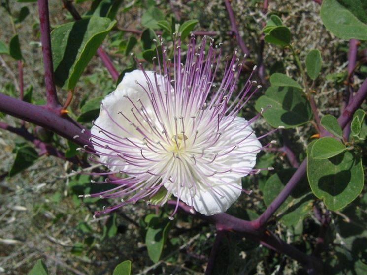 Il fiore del cappero