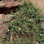 fiore di cappero