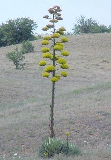 foglia agave