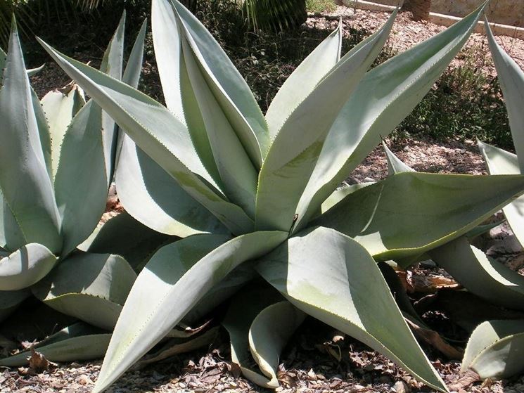 agave