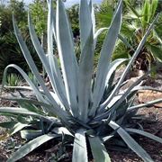 agave fiore