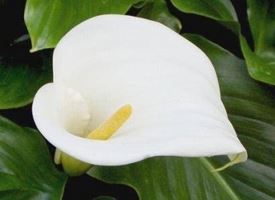 fiori calla