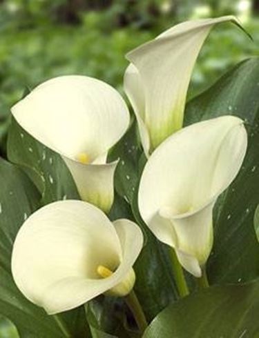 calla