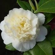 camelia