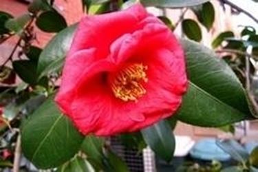 camelia