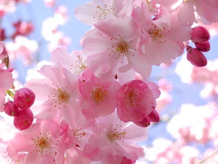 fiori ciliegio 