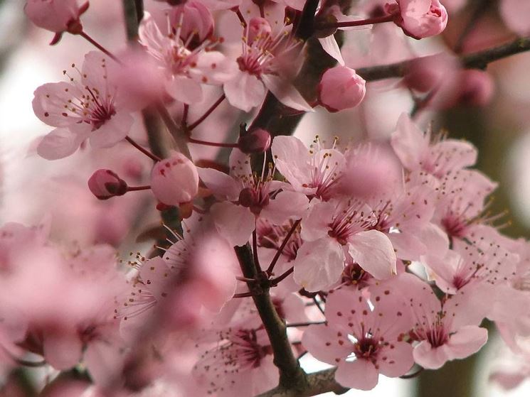 Fiori di ciliegio