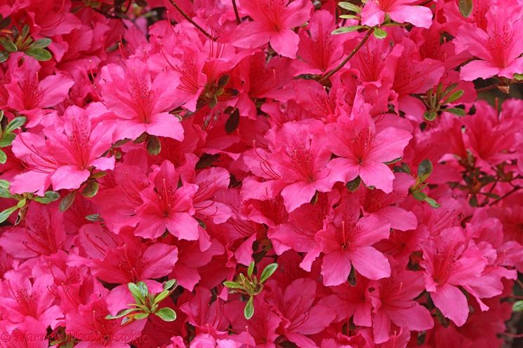 Fiore azalea