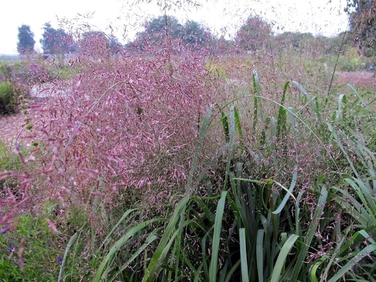 Eragrostis Spectabilis