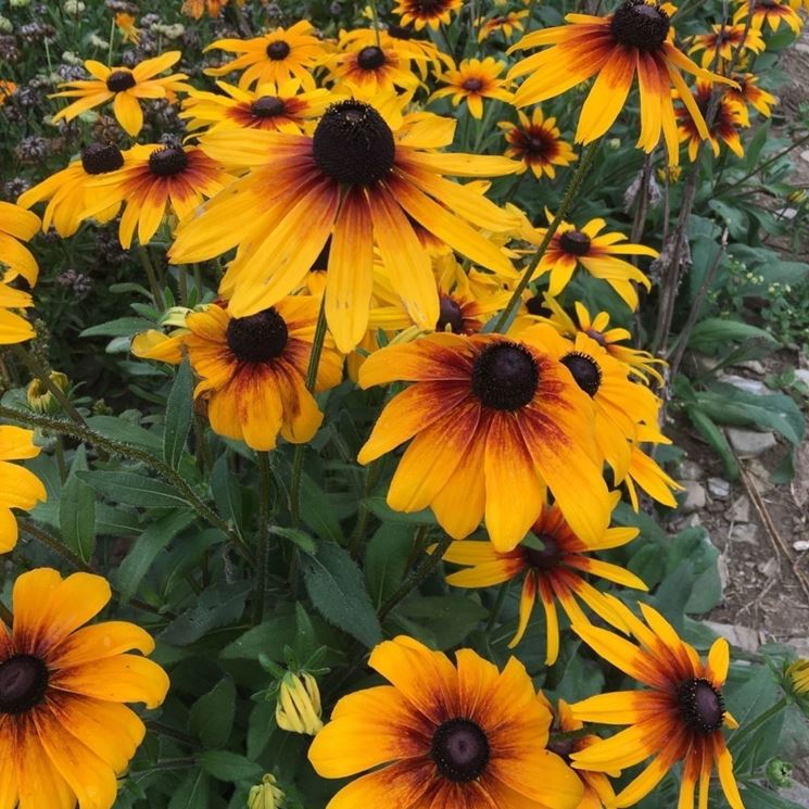 Rudbeckia