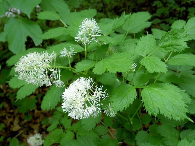 actaea