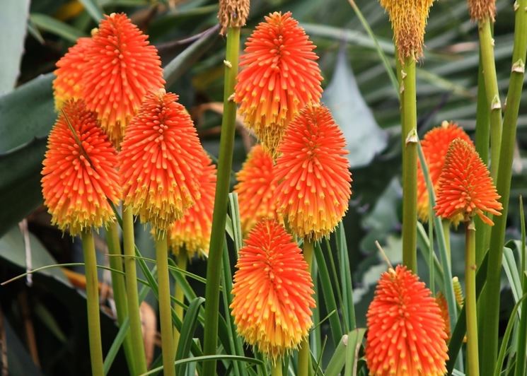 Kniphofia