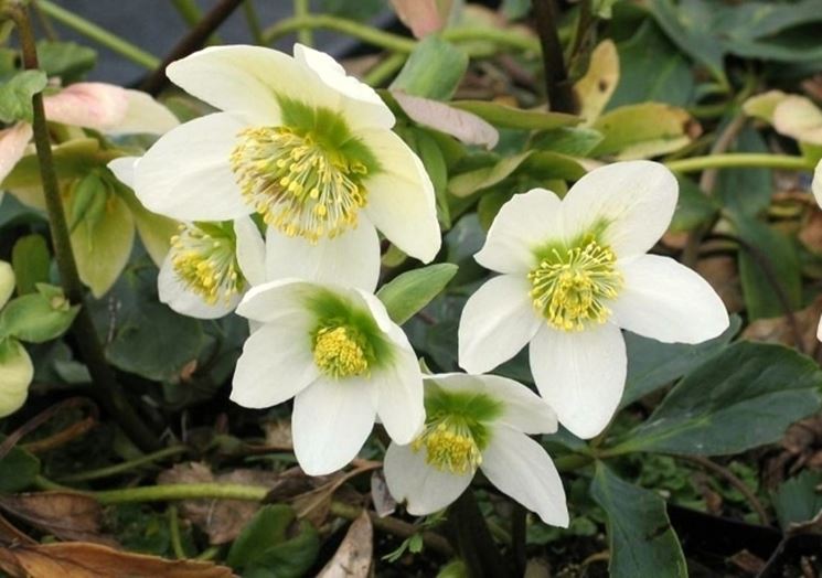 Immagini Di Fiori Natale.Fiori Di Natale Fiori Delle Piante Fiori Periodo Natalizio