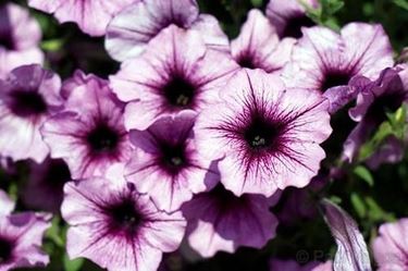 fiori petunia