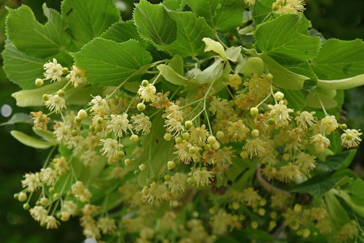 Albero di tiglio