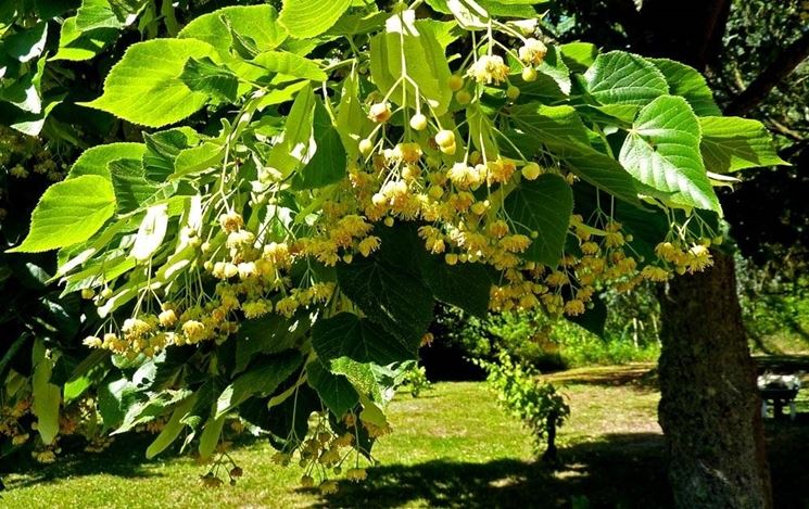 Fiori di tiglio