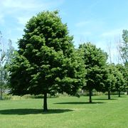 albero di tiglio