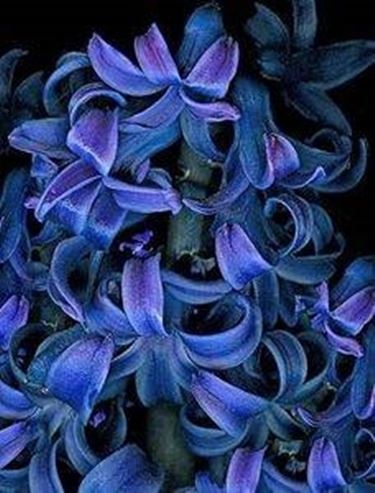 fiori giacinto