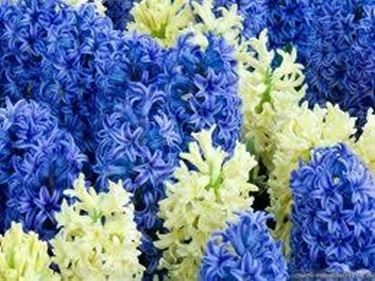 fiori giacinto