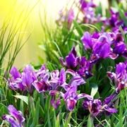 fiore iris