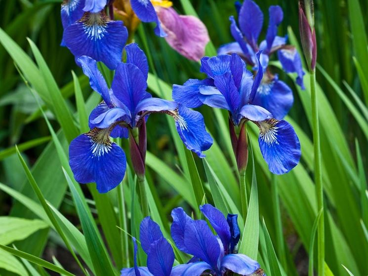 iris