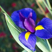 iris fiore