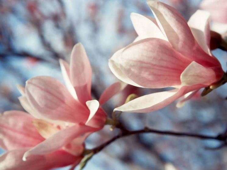 fiori magnolia