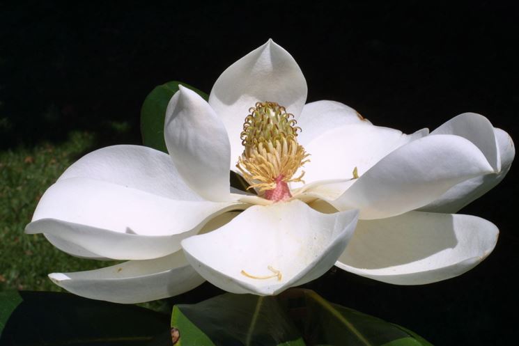 fiore magnolia