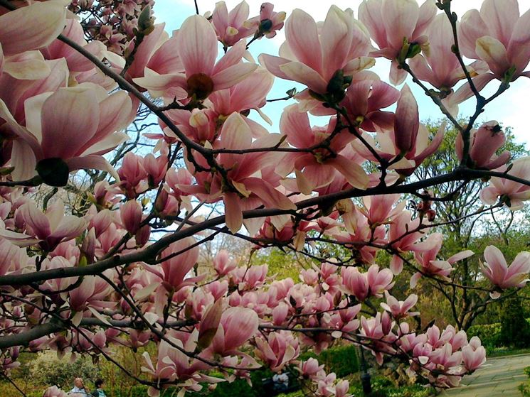 la magnolia fiorisce a fine inverno ed è in grado di regalare magnifiche note di colore al giardino con i suoi grandi e numerosi fiori rosa e bianchi