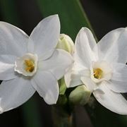 fiori narciso