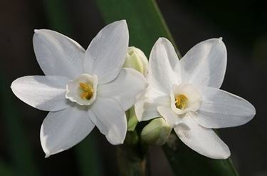 fiori narciso