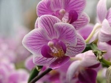 fiori orchidea