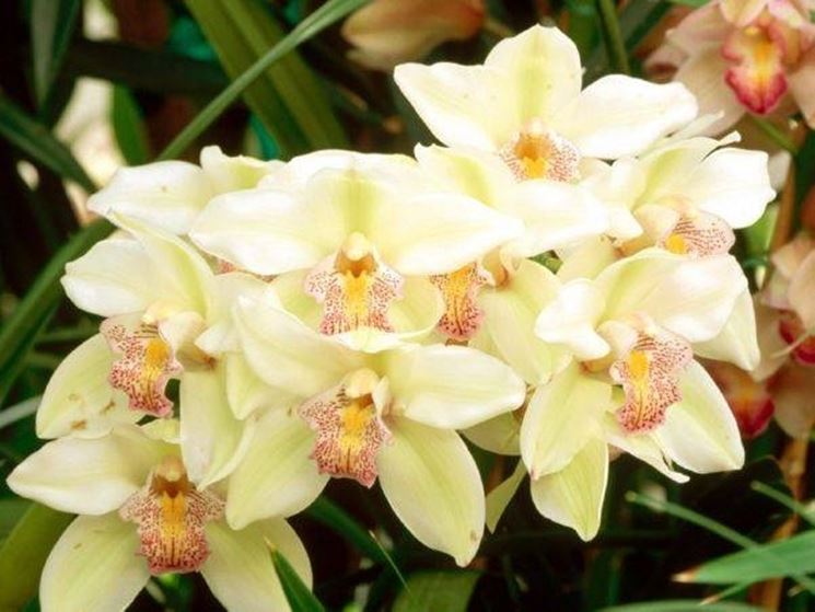 fiori orchidea