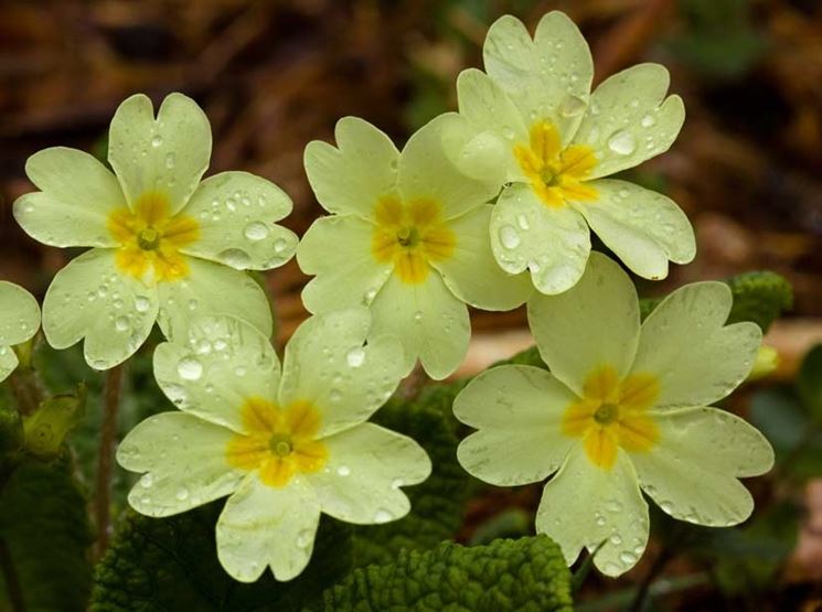 Fiori primaverili