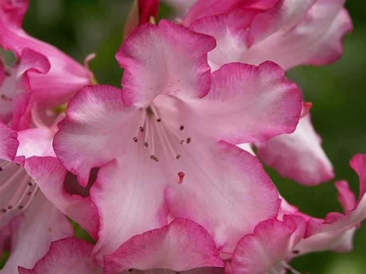 RODODENDRO