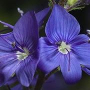 fiori veronica