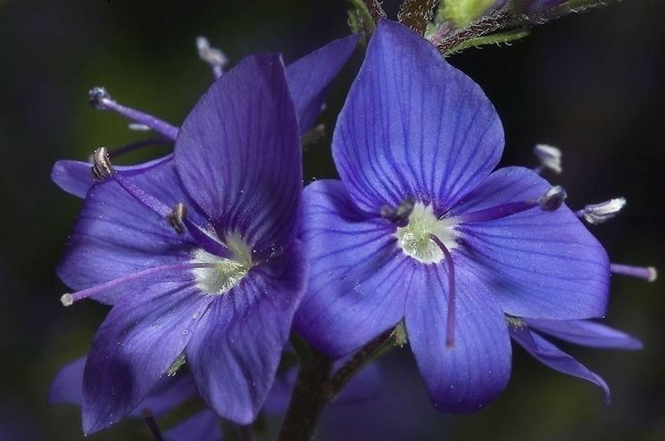 fiori veronica