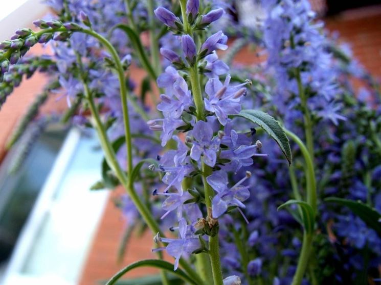 fiori veronica