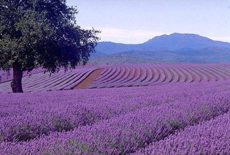 Fioritura della Lavanda