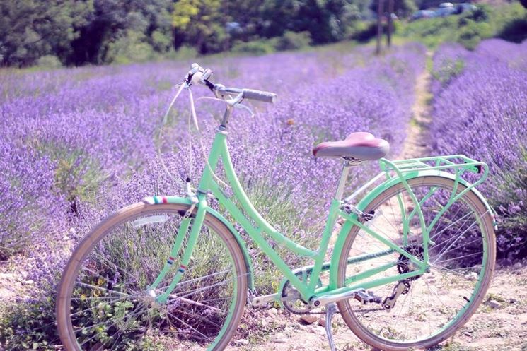 Un campo di Lavanda fiorito